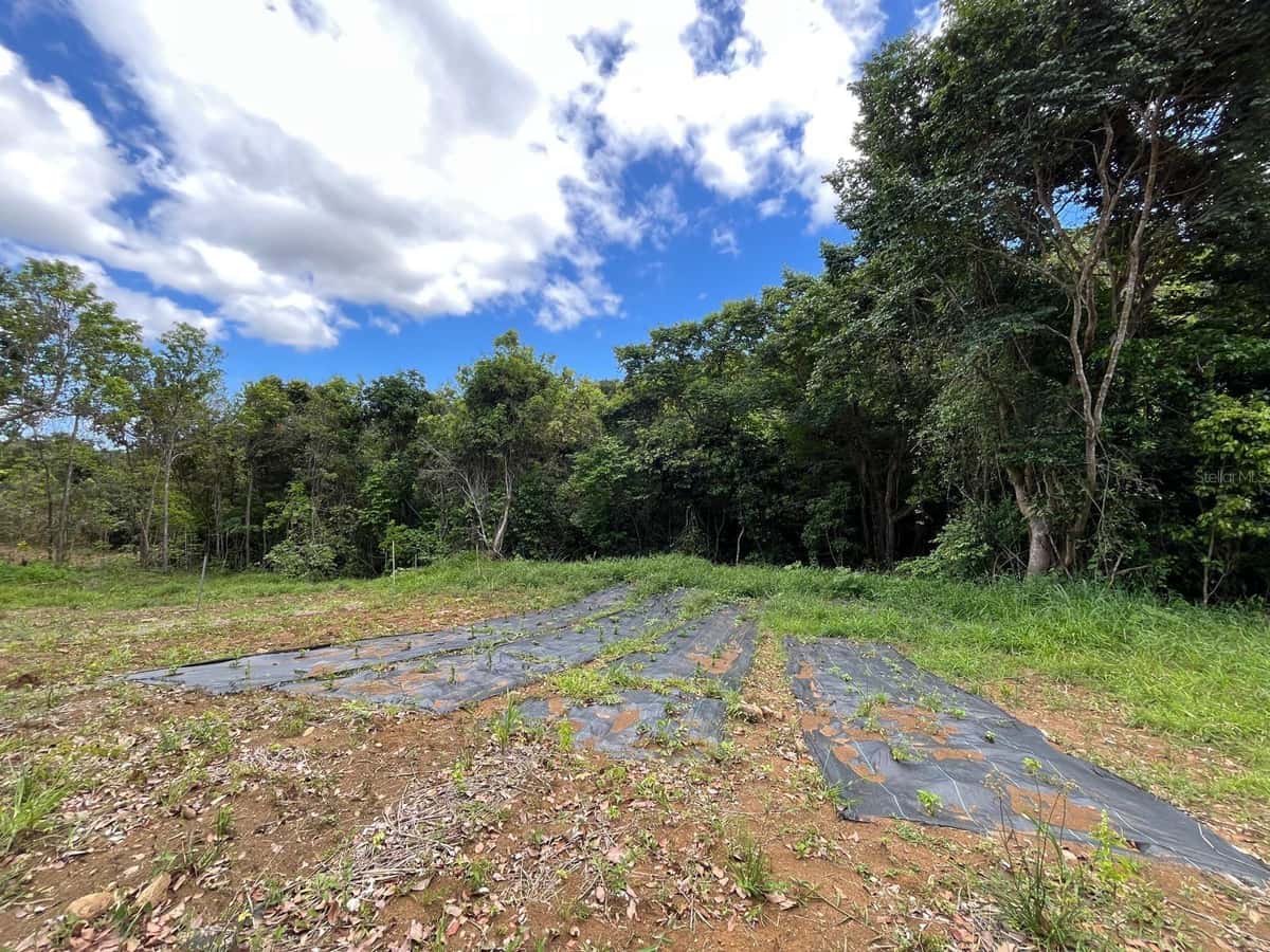 LOT 5 KM 2.5 CARRETERA 856