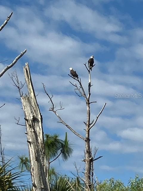 13217 SCRUB JAY COURT — photo 49 of 79
