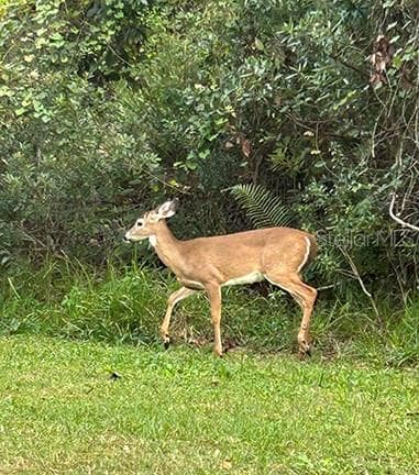 3650 LAKE TOHOPEKALIGA ROAD — photo 26 of 70