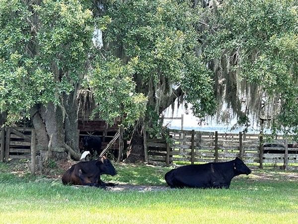 3650 LAKE TOHOPEKALIGA ROAD — photo 63 of 70