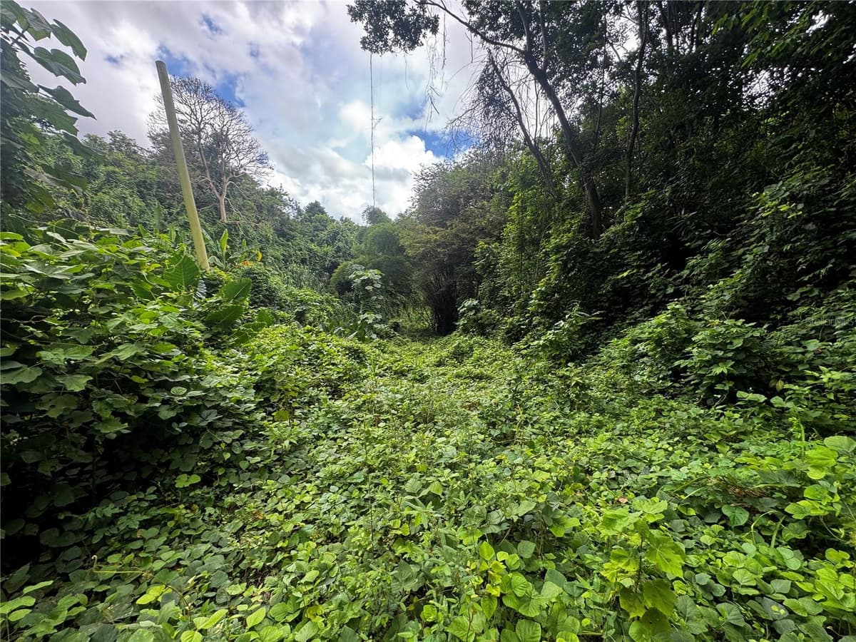 CARR 181 BO MASA KM 13 HM 2 — photo 11 of 15