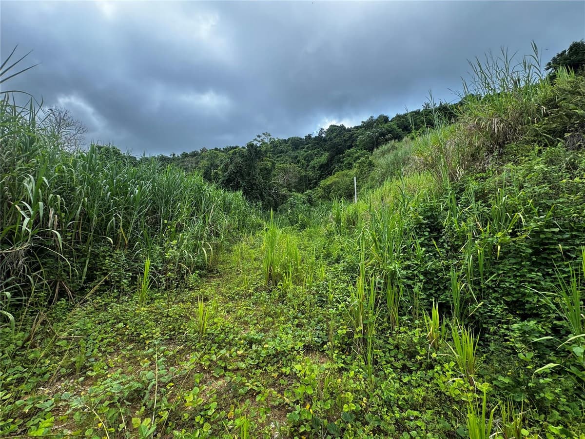 CARR 181 BO MASA KM 13 HM 2 — photo 5 of 15