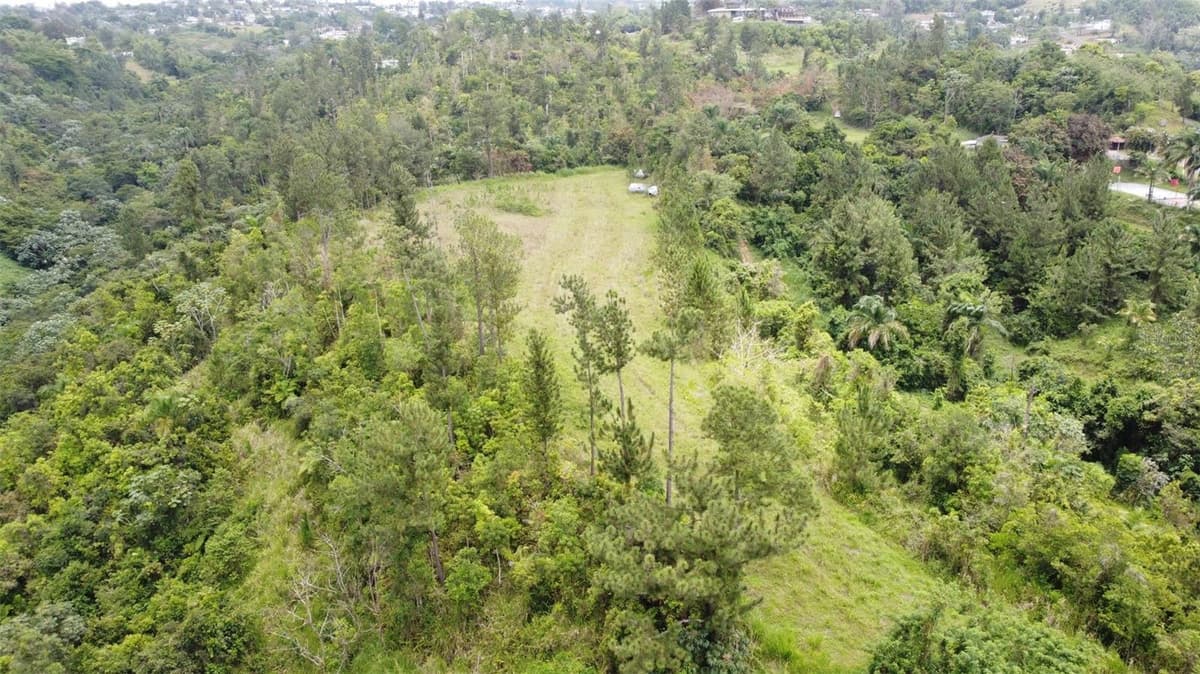PR-172 KM 7.5 HACIENDA EL REMANSO, CAÑABONCITO WARD — photo 19 of 28