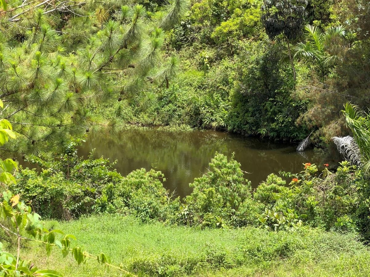 PR-172 KM 7.5 HACIENDA EL REMANSO, CAÑABONCITO WARD — photo 24 of 28
