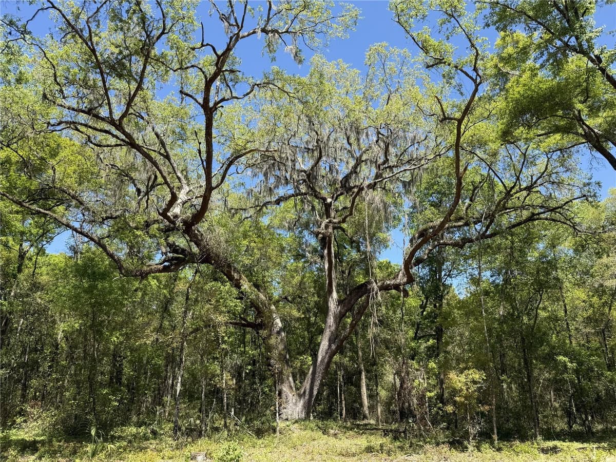 Irvine Acres #5 (13ac) HWY 318 — photo 4 of 10