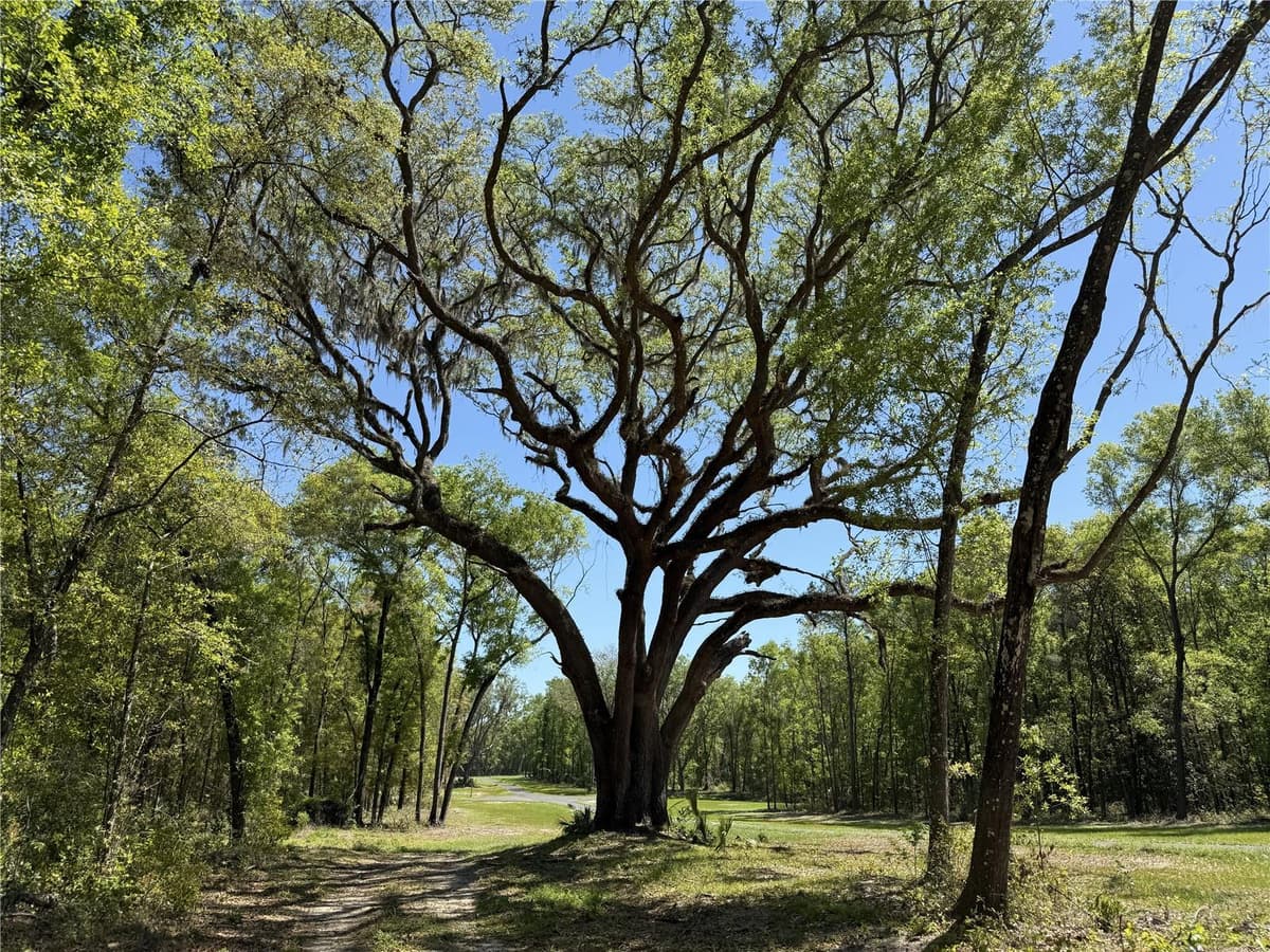 Irvine Acres #5 (13ac) HWY 318 — photo 5 of 10
