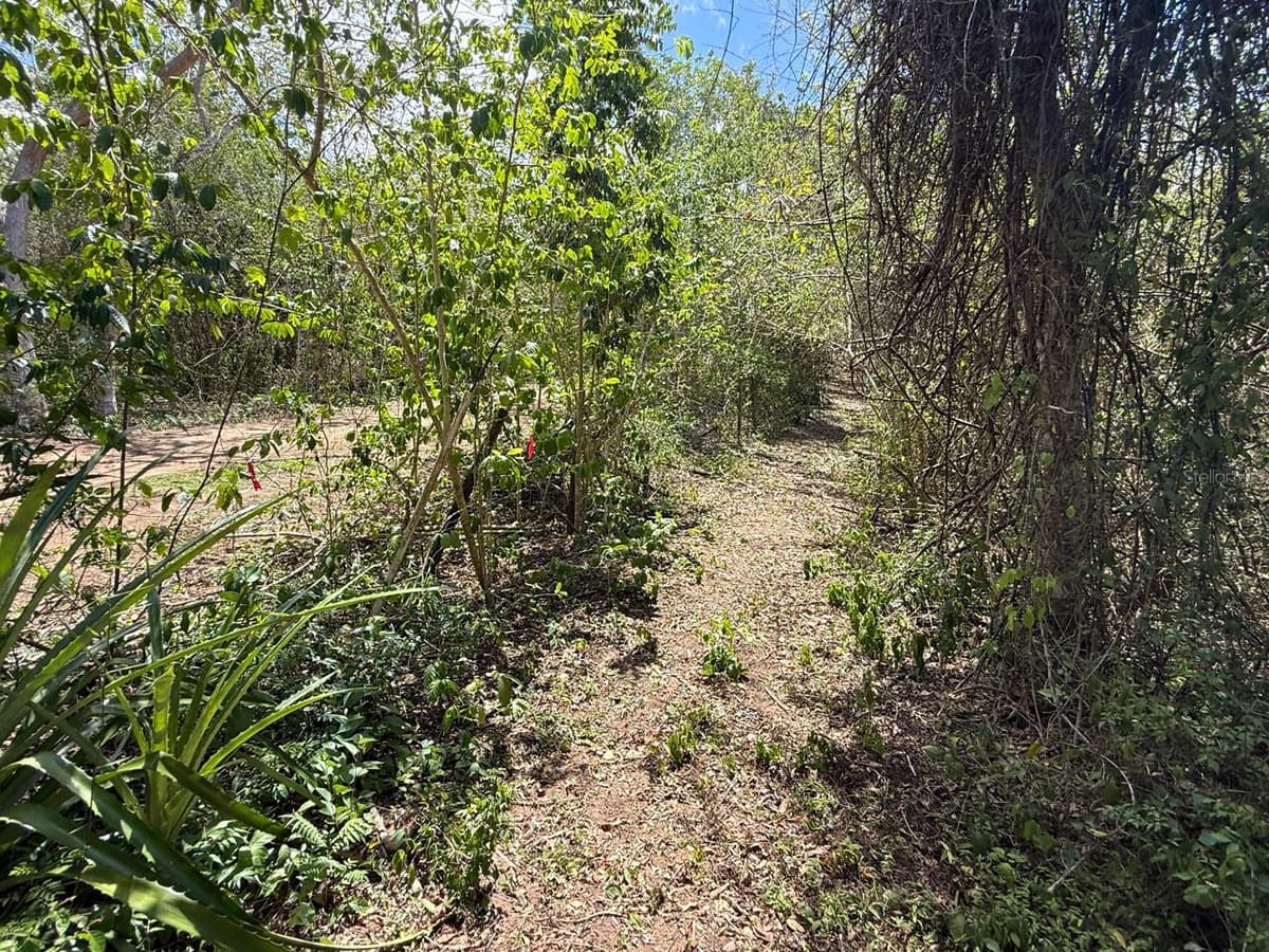 89 CALLE CASA HIX — photo 8 of 11