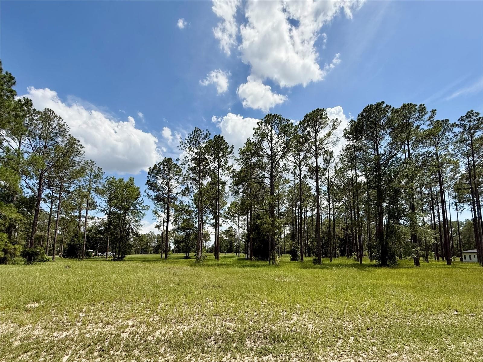 35135 PINEGATE TRAIL — photo 11 of 28