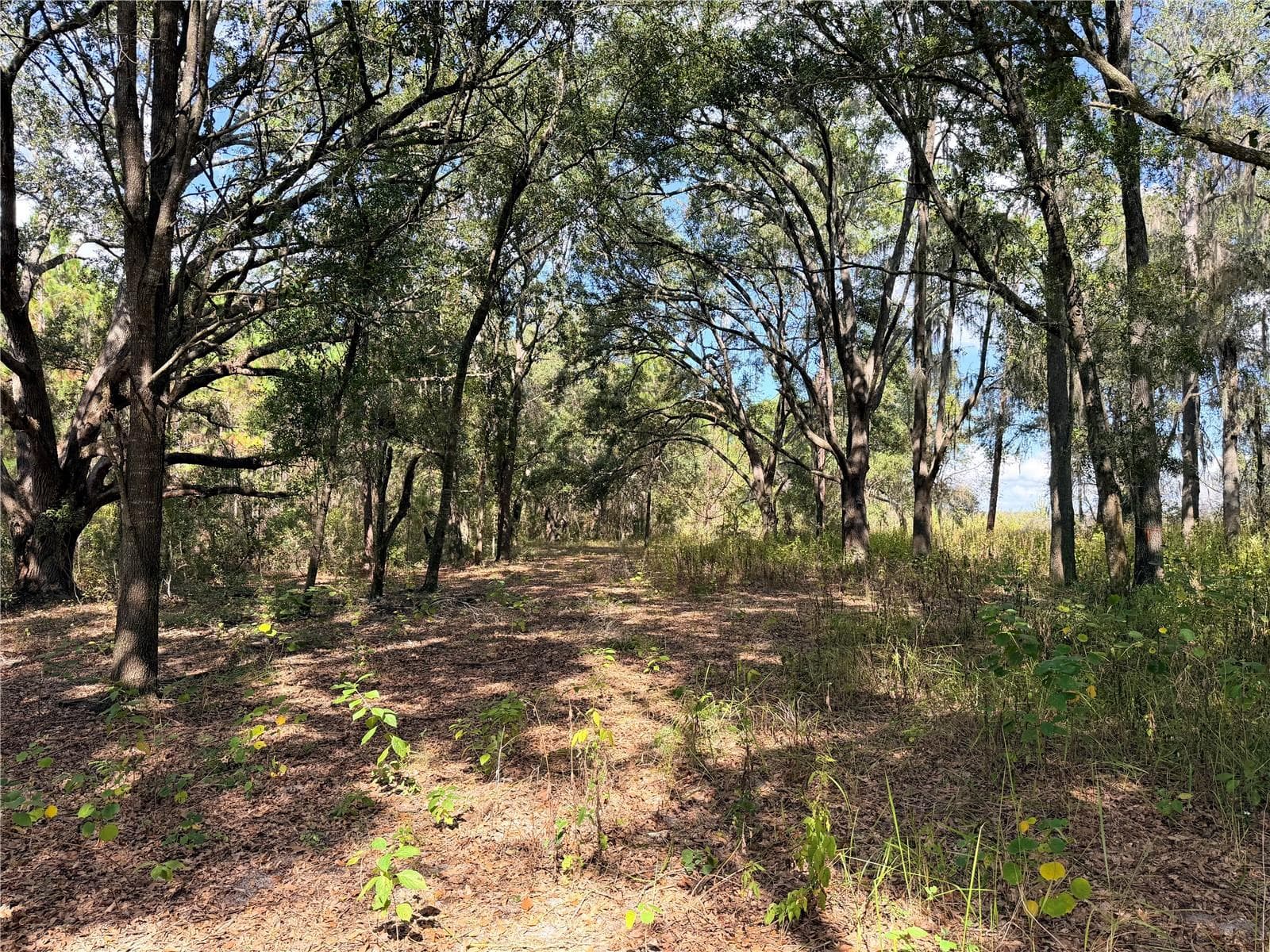 BONSMARA DRIVE — photo 5 of 18