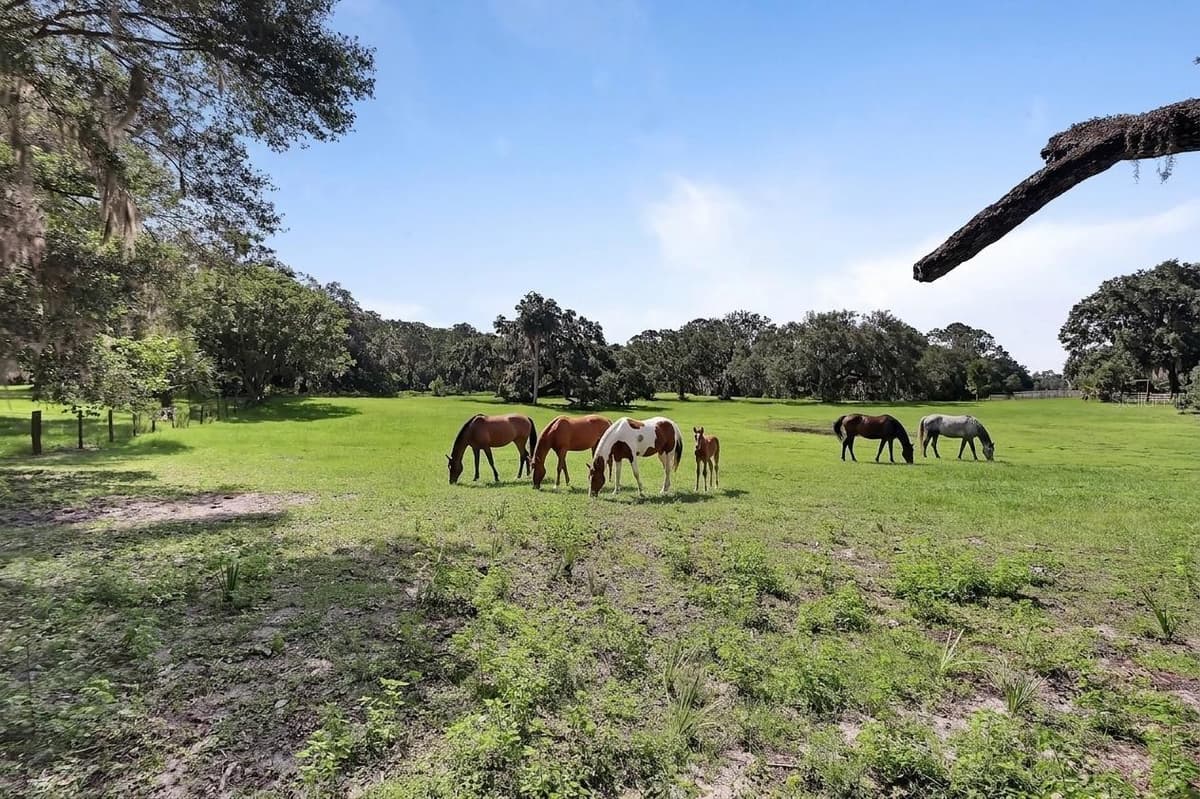 900 KICKLIGHTER (5 +- ACRES) ROAD — photo 43 of 55
