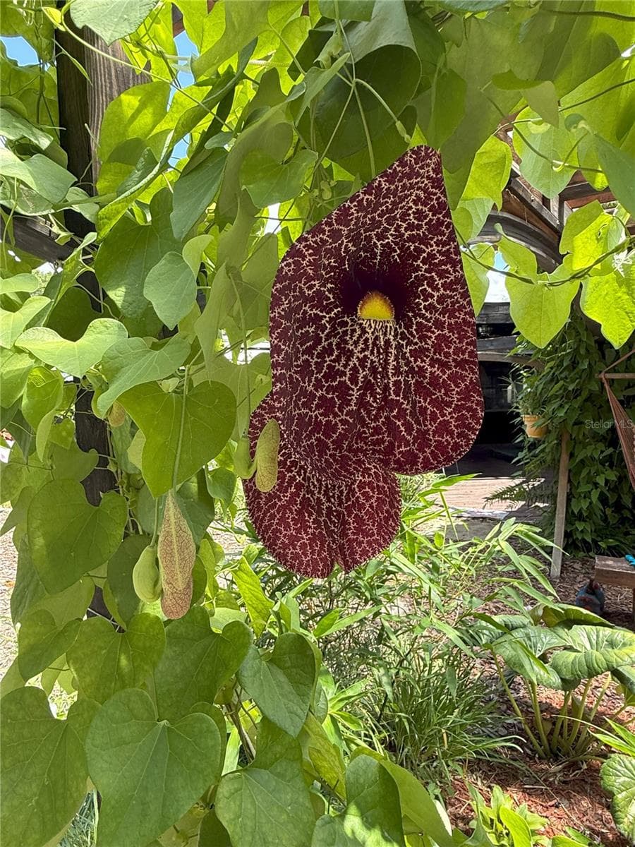 Unknown — photo 43 of 74