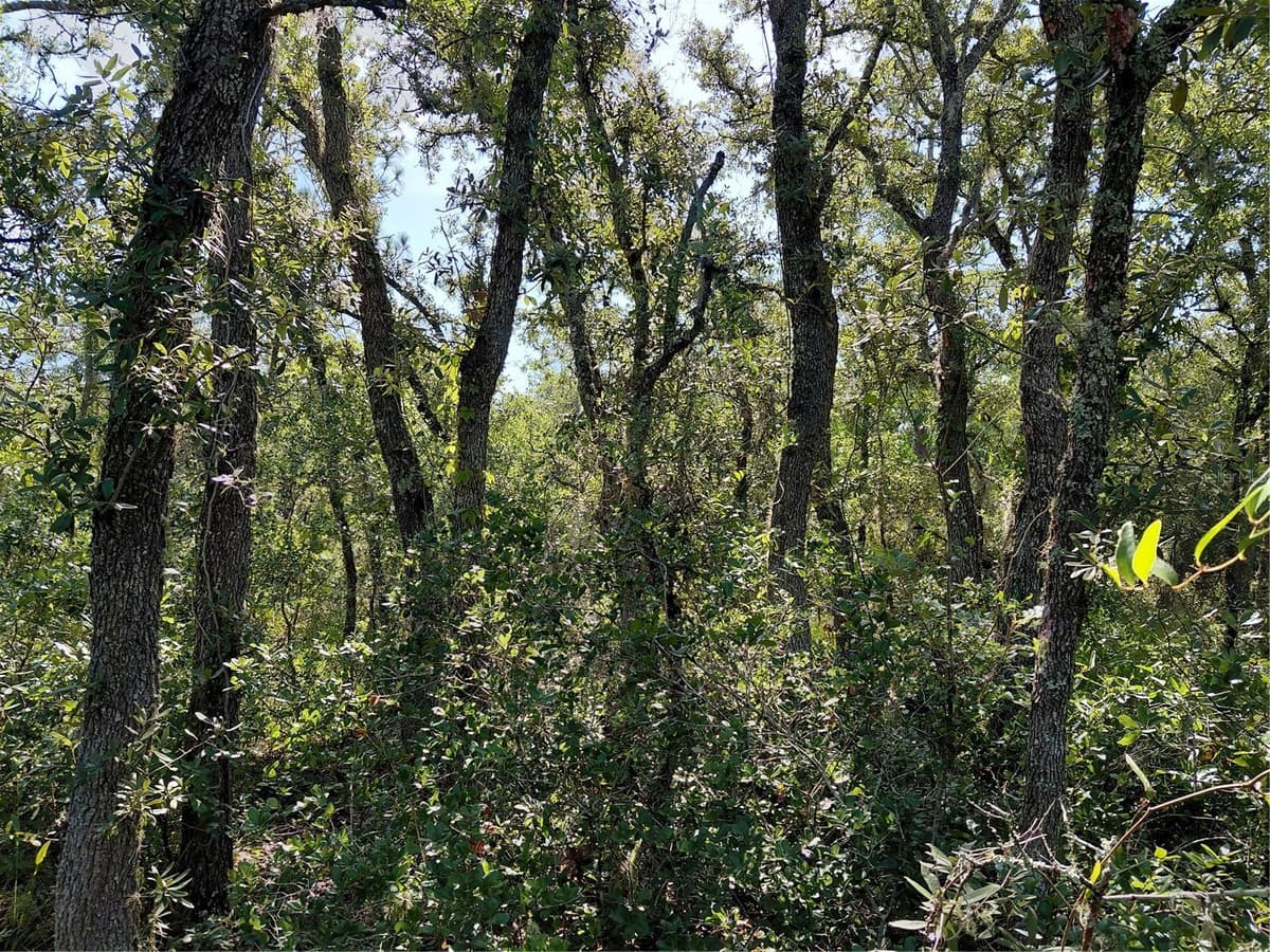 WHEYSTONE DRIVE — photo 6 of 21