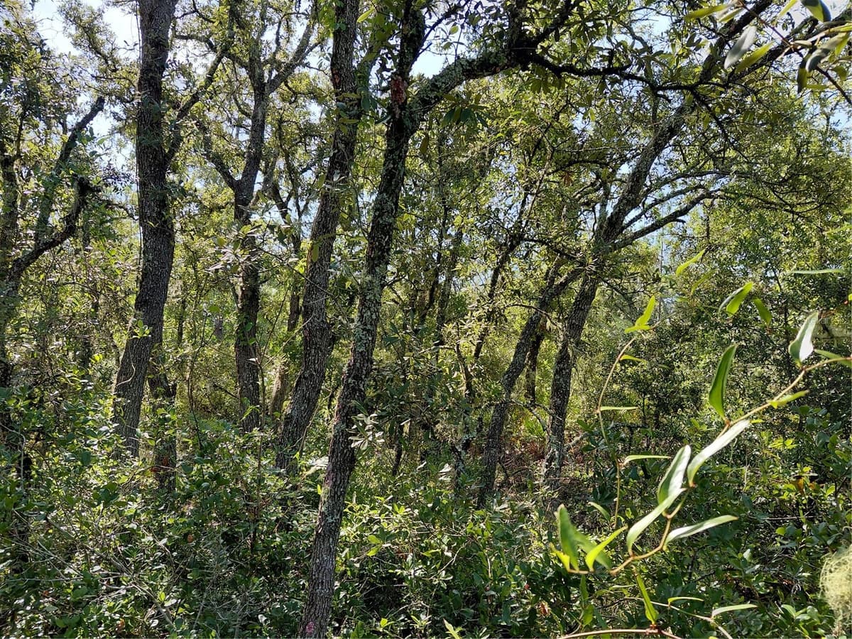 WHEYSTONE DRIVE — photo 5 of 21