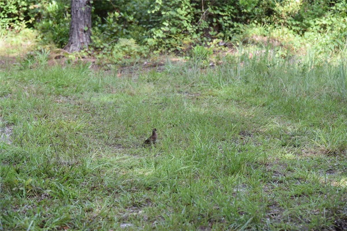 375 BUCK SPRINGS ROAD — photo 38 of 78