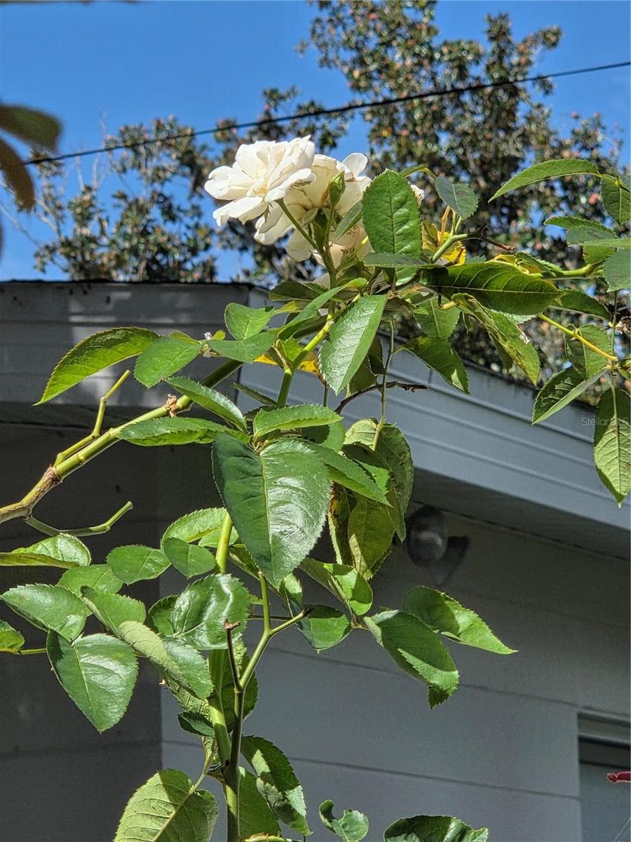 2917 VINE STREET — photo 20 of 28