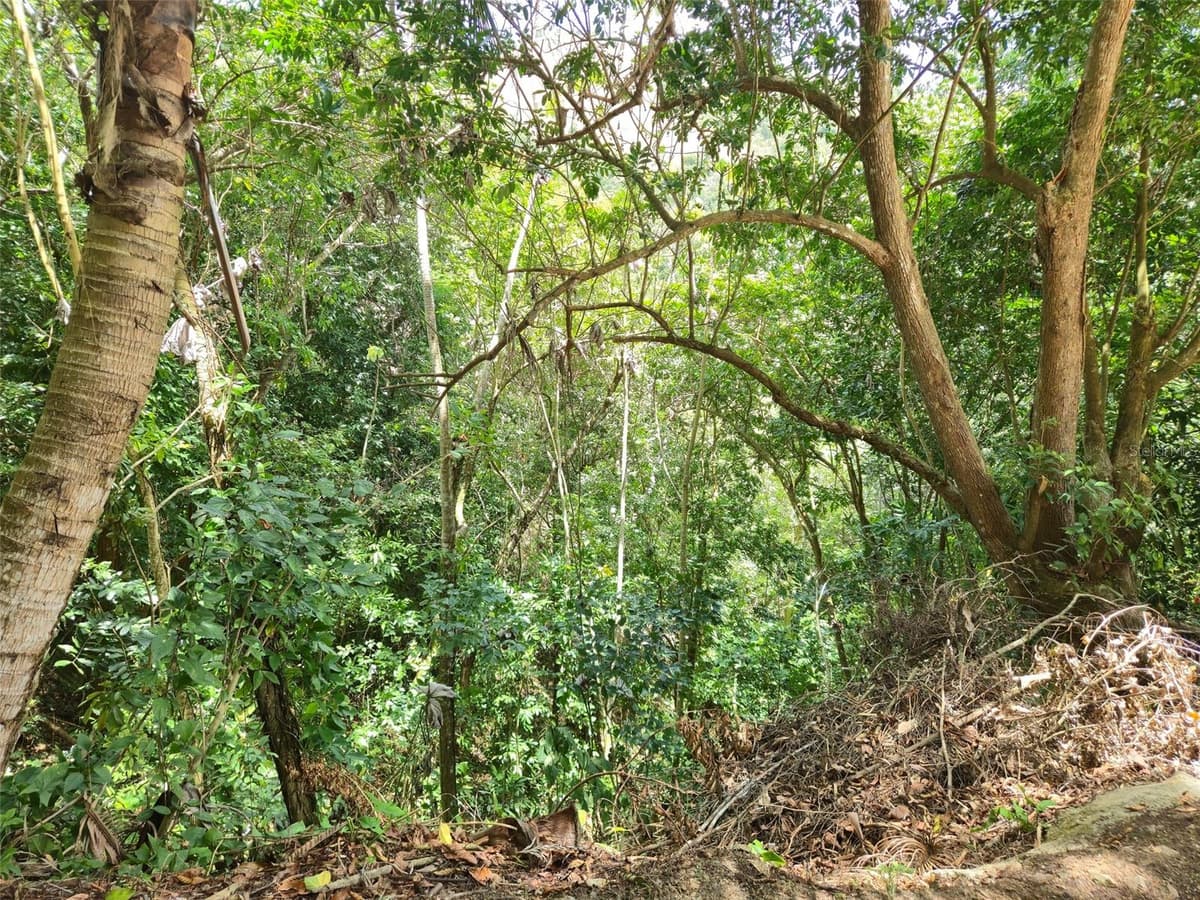 PR 156 KM. 23.9 RIO HONDO WARD — photo 47 of 47