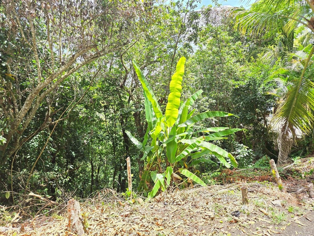 PR 156 KM. 23.9 RIO HONDO WARD — photo 45 of 47