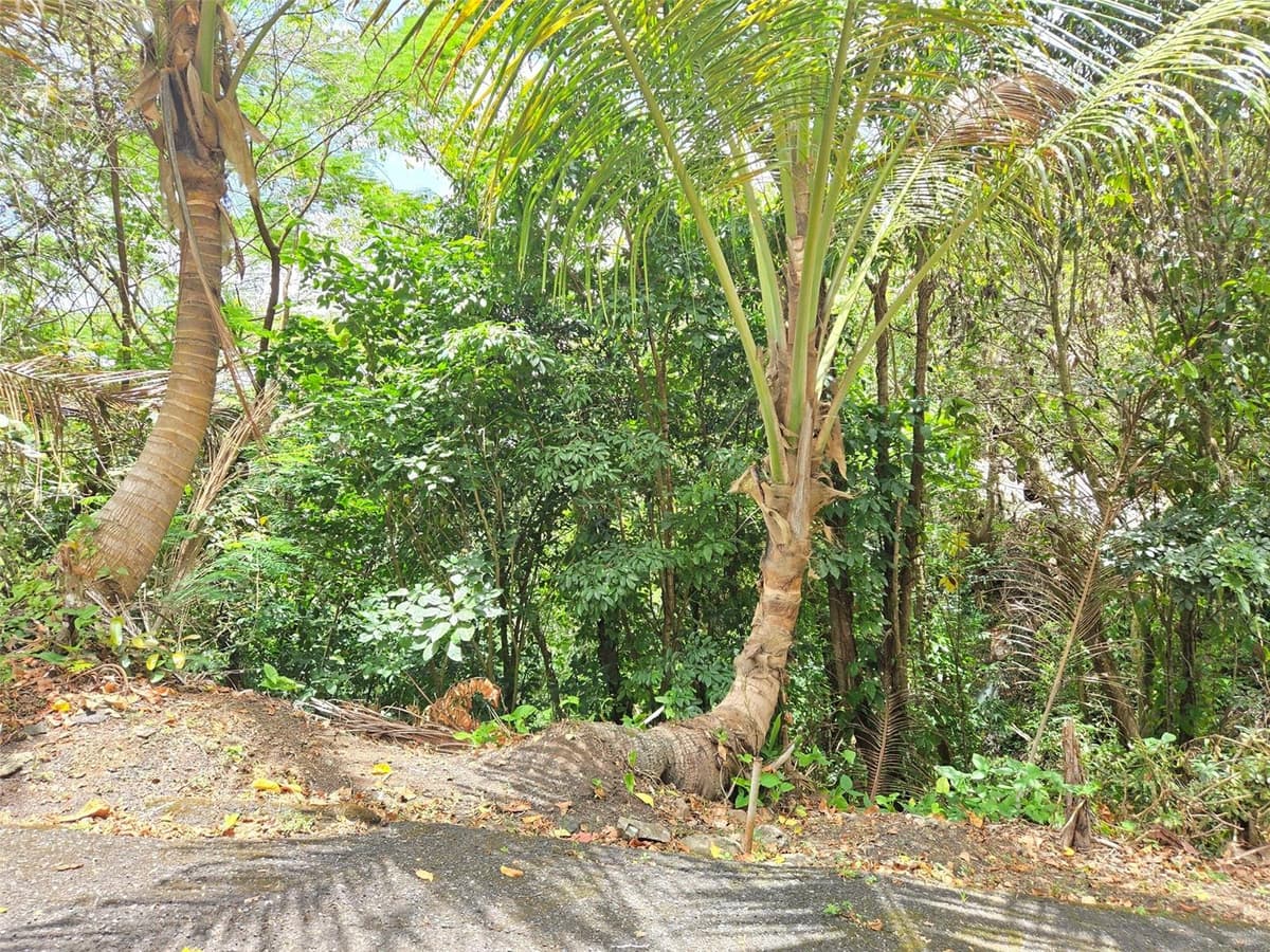 PR 156 KM. 23.9 RIO HONDO WARD — photo 46 of 47